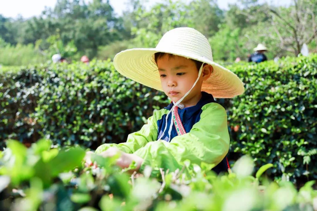 五一假期有安排了嗎？快來體驗(yàn)采茶制茶品茶樂趣