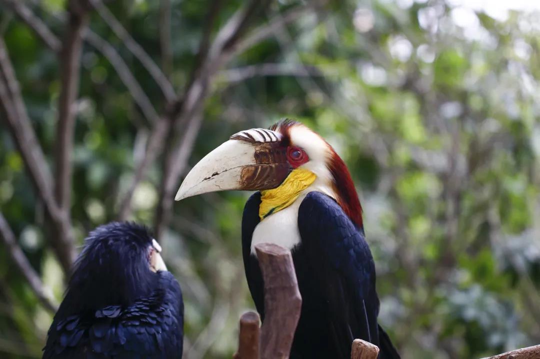 云南野生動物園