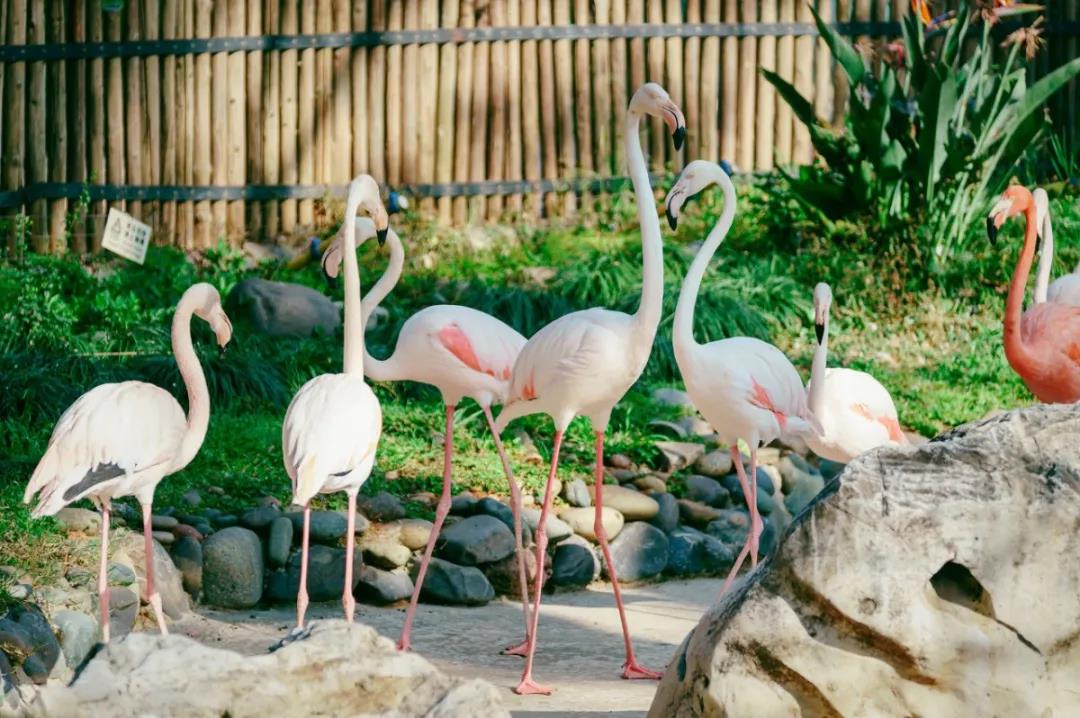 云南野生動物園