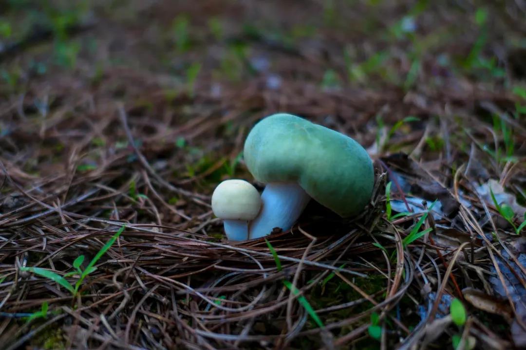 野生菌的N種吃法，沒(méi)有一朵jier能逃出云南人的餐桌