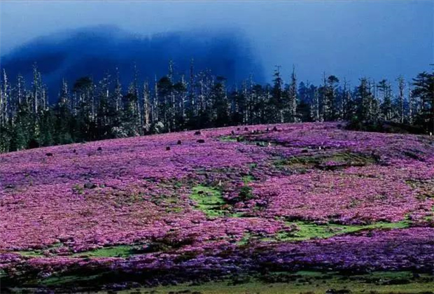 云南露營(yíng)場(chǎng)地：香格里拉花開成海！錯(cuò)過要等一年！