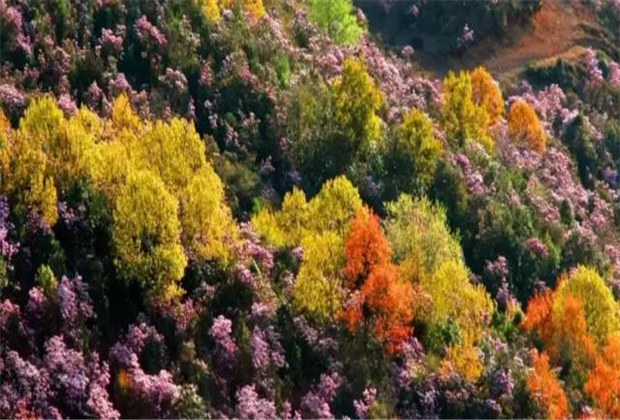 云南傳媒公司：轎子雪山即將迎來最盛花期，滿山杜鵑美哭了