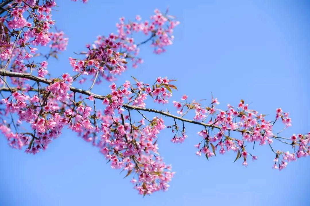 紅河太平湖森林小鎮(zhèn)櫻花