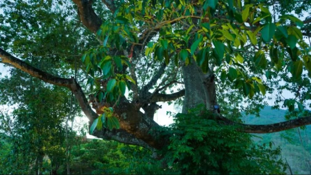 萬物競萌植物園：一場關(guān)于自然與生命的奇妙探索